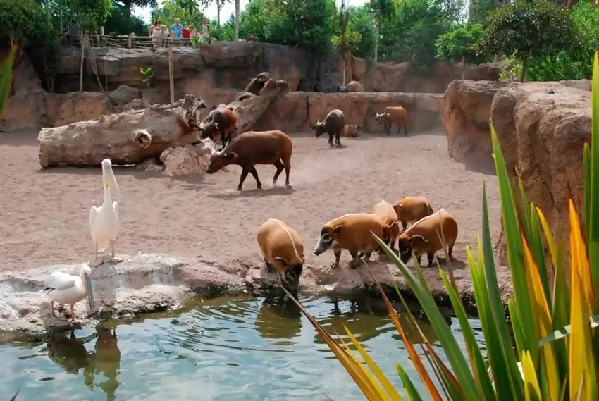 Bioparc Zoo Valencia