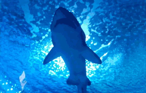Oceanogràfic Valencia tiburón Toro Bacota